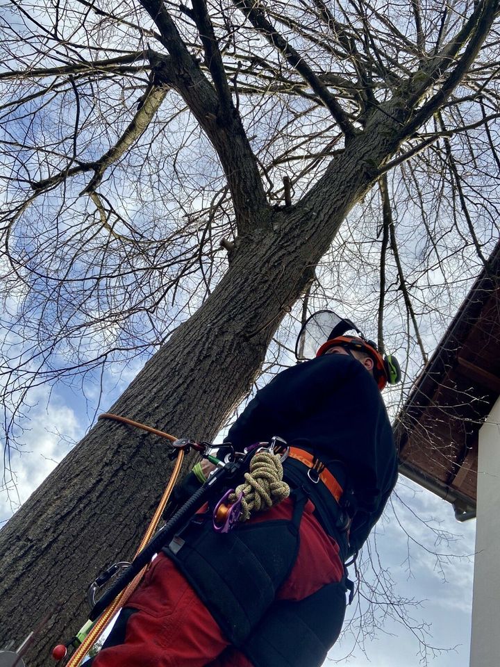 Baumfällung Seilklettertechnik Baum Schneiden Fällen in München