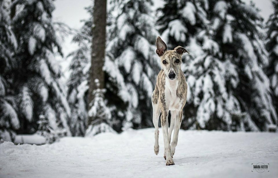 Fotoshootings - Pferde-& Tierfotografie in Offenburg