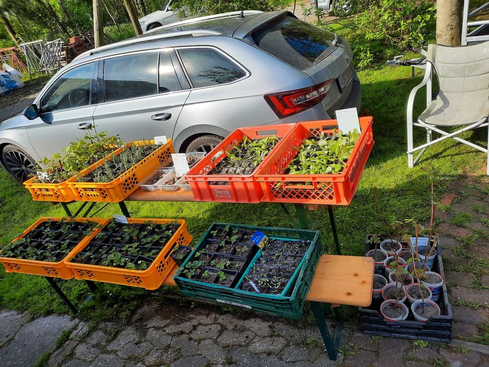 Paprika Jungpflanzen aus eigener Anzucht in Großheide