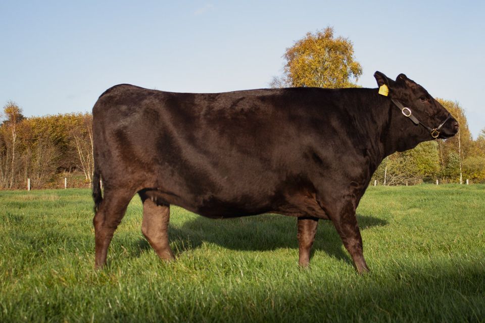 Wagyu Rinder & Genetik direkt vom Champion-Zuchtbetrieb in Neumünster