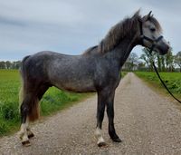 Welsh A Pony - Hengst - 2-jährig Niedersachsen - Wildeshausen Vorschau