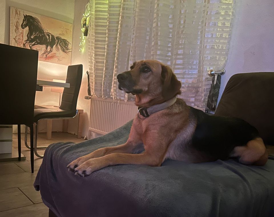❤️ LOLA: Toller Einzel-Hund sucht ihre Menschen ❤️ in Helvesiek