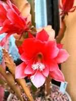 EPIPHYLLUM Deutsche Keiserin Blatt-Kaktus rosa, rot Thüringen - Altenburg Vorschau