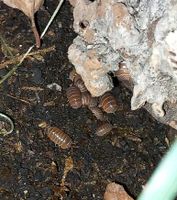 20 Armadillo officinalis “Brown” Asseln Bayern - Wendelstein Vorschau