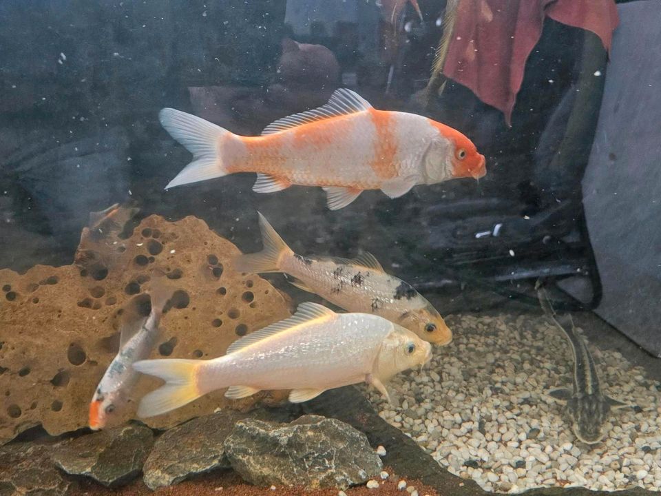 Japan KOI Nachwuchs Aufzucht Karpfen Beautys Showa Shusui Chagoi in Rodenbach b. Altenkirchen, Westerwald