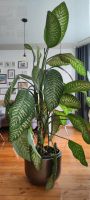 Pflanze Palme Dieffenbachia 1,80 m groß - 4 Stämme + 2 Triebe Hessen - Grünberg Vorschau