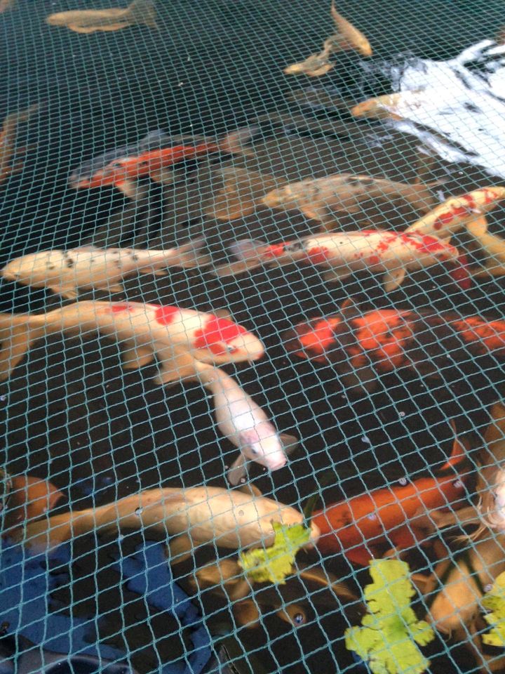 Koi Fische aus eigener Zucht in Duisburg