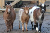 Ziegenfutter,Hirsche,Rehe,Lamas,Alpakas Futter Niedersachsen - Rhauderfehn Vorschau