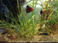 Aquarium 60L mit Besatz Pflanzen und Zubehör Hessen - Karben Vorschau