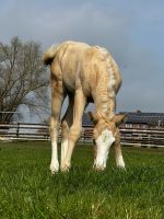 Quarter Horse | Absetzer | Stute | Fohlen | Reining | Hessen - Kassel Vorschau