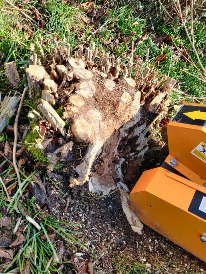 Baumstumpffräse Baumstumpf Entfernung Wurzelfräse in Herbrechtingen