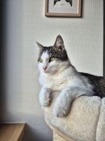 Toni - junge Katzendame aus dem Tierschutz Hessen - Hünfeld Vorschau