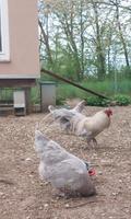 Lavender Araucana Bruteier Bayern - Tittmoning Vorschau