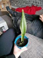 Bogenhanf / Sansevieria Pflanze Nordrhein-Westfalen - Stemwede Vorschau