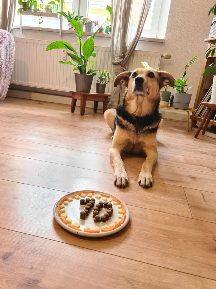 Mami - Hündin sucht ihre Menschen ♥️ in Leipzig