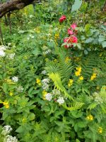 Goldfelberich Blume für Bienen und andere Insekten Sachsen - Pirna Vorschau