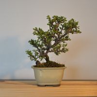 Zwergmispel Bonsai Shohin (Cotoneaster) Saarbrücken-West - Klarenthal Vorschau