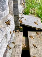 Bienenvolk Ableger Zandermaß Nordrhein-Westfalen - Moers Vorschau
