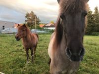 Reitbeteiligung auf Islandstute Baden-Württemberg - Hochdorf (Riß) Vorschau