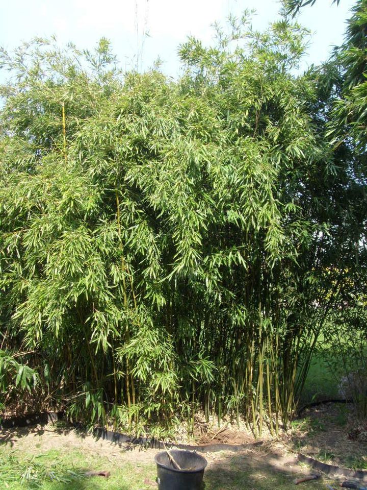 Bambus,  ca.- 30 Sorten, div. Größen u. Farben, 1- 8 Meter in Hamburg