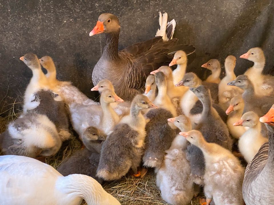 Gössel Küken Bayerische Landgänse Ganter Gänse in Reiskirchen