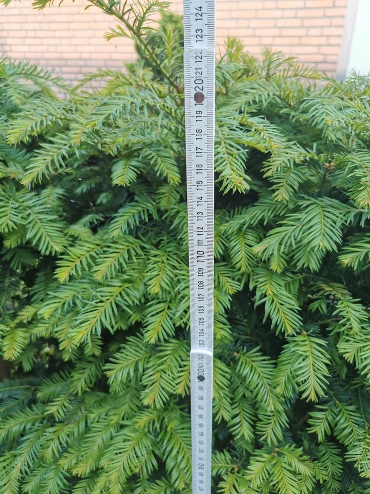 Hecke ca 1,20 cm hoch/ 6m lang in Delbrück