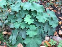 Stauden -Frauenmantel - Alchemilla mollis Niedersachsen - Braunschweig Vorschau