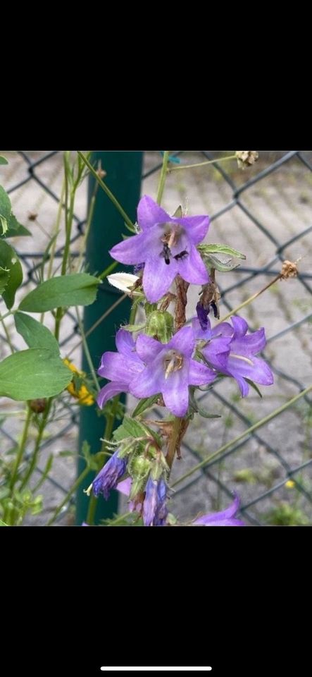 30 Samen Nesselblättrige Glockenblume, Garten Wildbienen Natur in Baldham