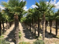 Hanfpalme Trachycarpus Fortunei 180cm Stamm Wurzelballen Nordrhein-Westfalen - Recklinghausen Vorschau