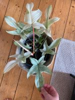 Philodendron Florida Ghost mint Nordrhein-Westfalen - Siegburg Vorschau