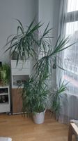 Pflanze, Palme, Dracanea Marginata, Drachenpalme, 210cm Köln - Ehrenfeld Vorschau