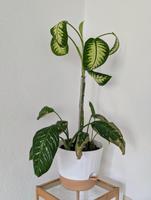 Dieffenbachia x3 Dresden - Räcknitz/Zschertnitz Vorschau