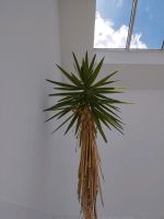 Riesen-Palmlilie 370 cm 3,7 m Bayern - Landsberg (Lech) Vorschau