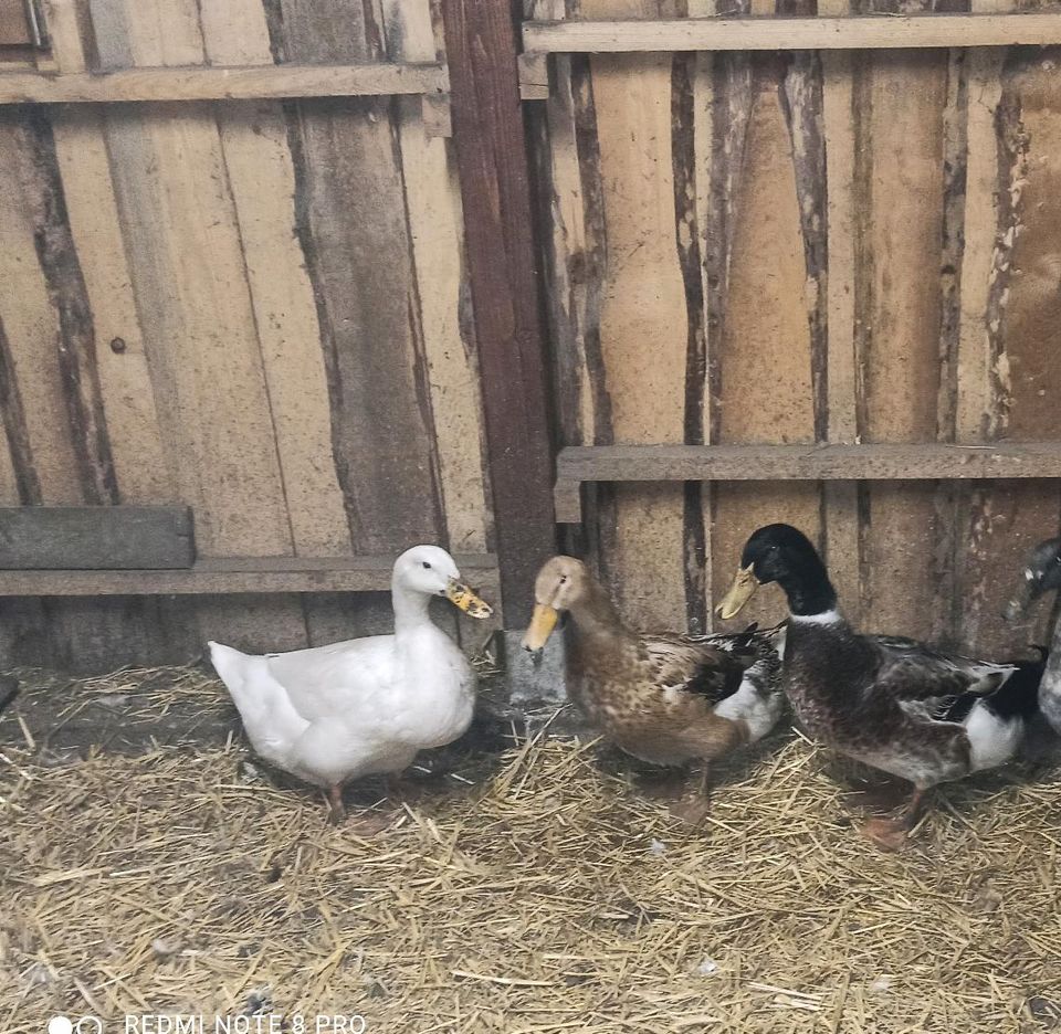 Enten Eier, in Arendsee (Altmark)