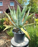 Große Agave Americana mit Ablegern, 110 cm hoch Krummhörn - Upleward Vorschau