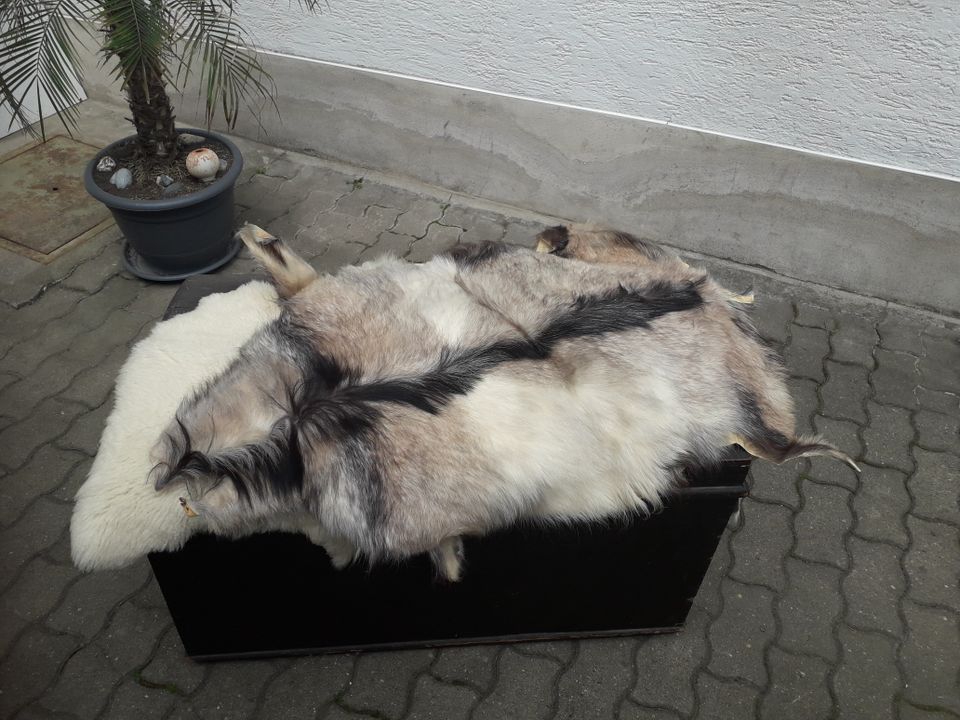 Felle vom Schaf / Ziege / Rind abzugeben in Greiz