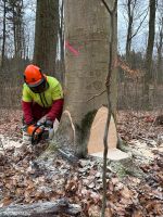 Motorsägenkurs, Kettensägenschein, Baumkontrolle, Brennholz Mecklenburg-Vorpommern - Blankenhof Vorschau