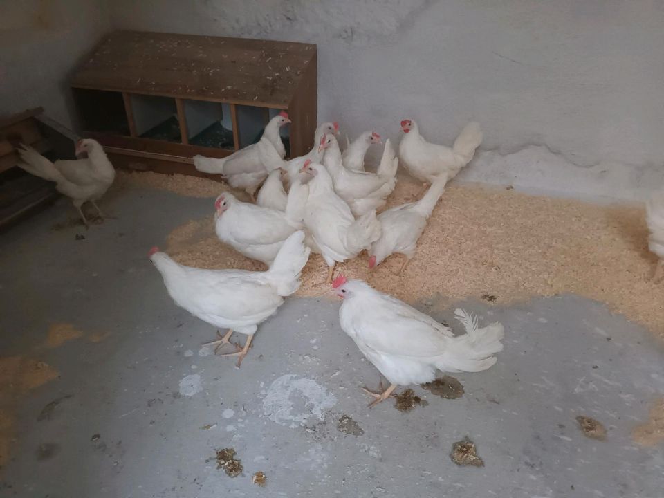 Hühner / Junghennen / Legehennen in Bethenhausen