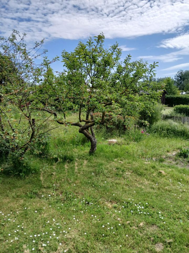 Garten in Kleingartenanlage in Teterow in ruhiger Anlage abzugebe in Teterow