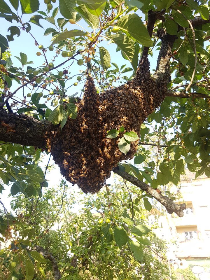 Fange Bienenschwärme in Berlin P'berg Weißensee Pankow F'hain + in Berlin