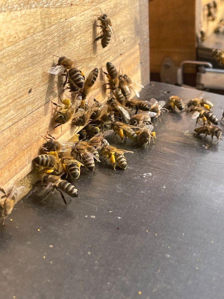 Bienenschwarm einfangen in Coswig
