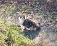 Katzenfutter für Streuner Parchim - Landkreis - Goldberg Vorschau