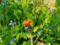 Orangerotes Habichtskraut Hieracium aurantiacum Schleswig-Holstein - Bargteheide Vorschau