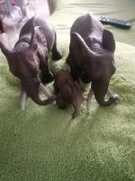Elefanten von Schleich Bayern - Nersingen Vorschau