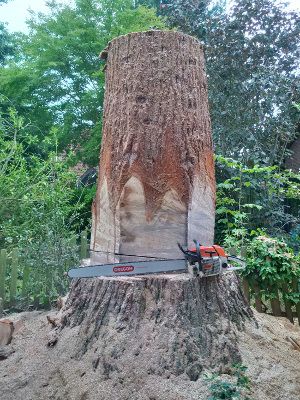 Baumfällung? Problem-Baum zu fällen? Kein Problem! in Dormagen