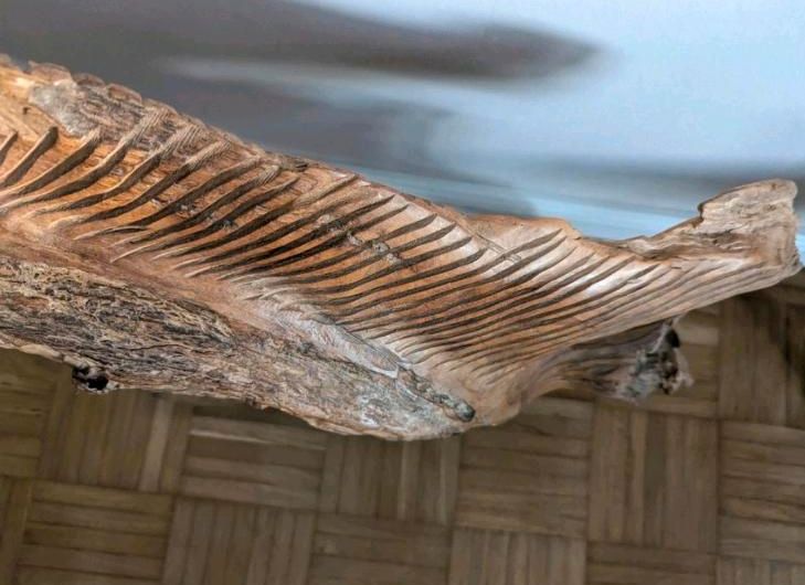 Teakholz Schwertfisch Marlin Angler Angeln Unikat Holz in Kiel