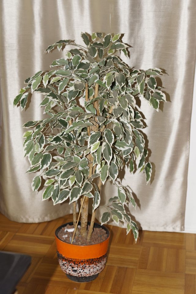 Kunstpflanze Ficus Benjamini in Marktleuthen