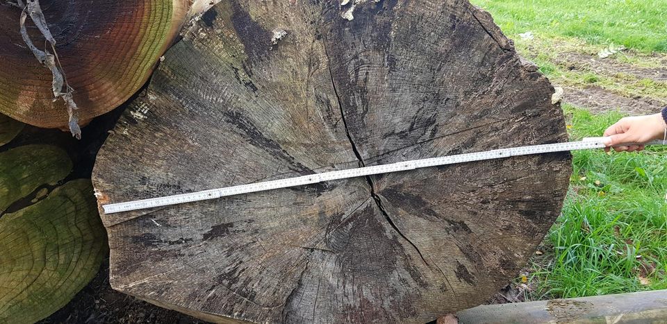Buchen Stämme gestockt getrocknet Holz Kunst keine Eiche Fichte in Ellwangen (Jagst)