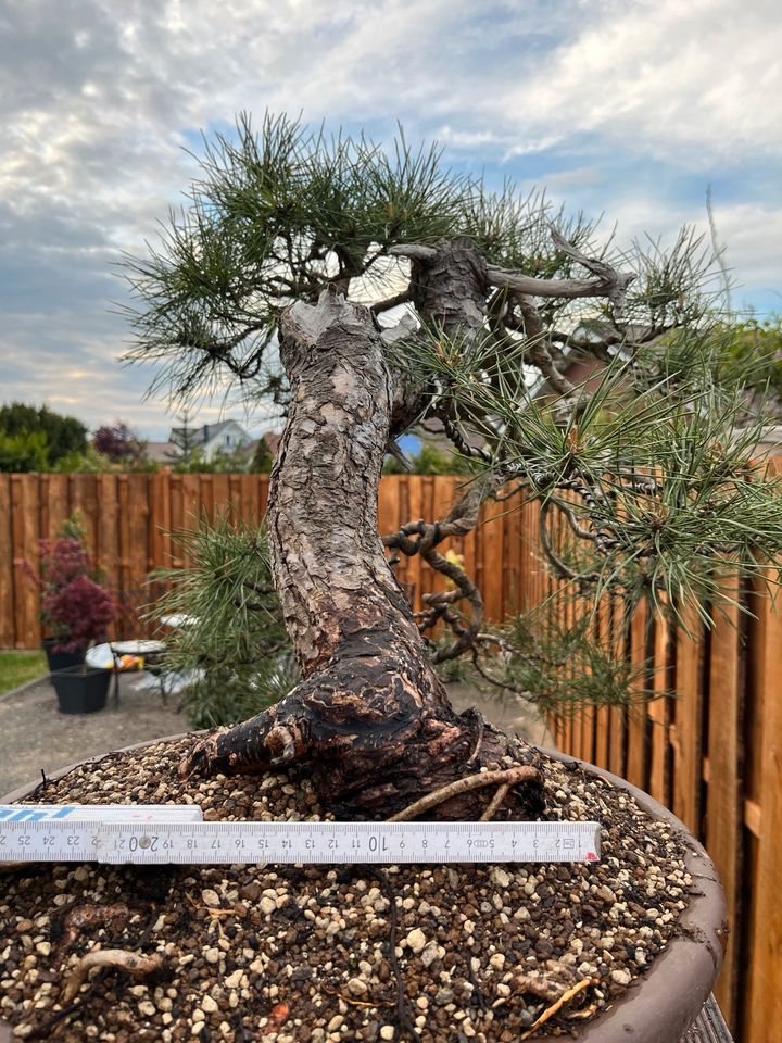 Bonsai Pinus Sylvestris Kiefer Waldkiefer Yamadori Kaskade in Worms