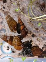 Riesenturmdeckelschnecke Thüringen - Uder Vorschau